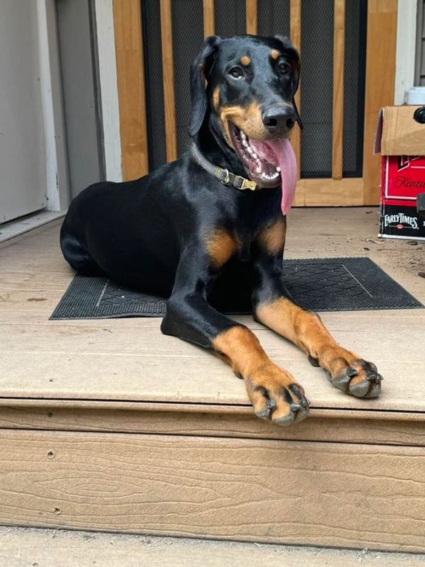 Uma @ 6 months (pink collar)