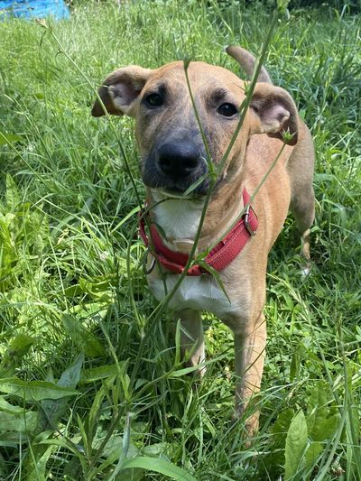 Adoptable dog Beth stands in a field of green grass.