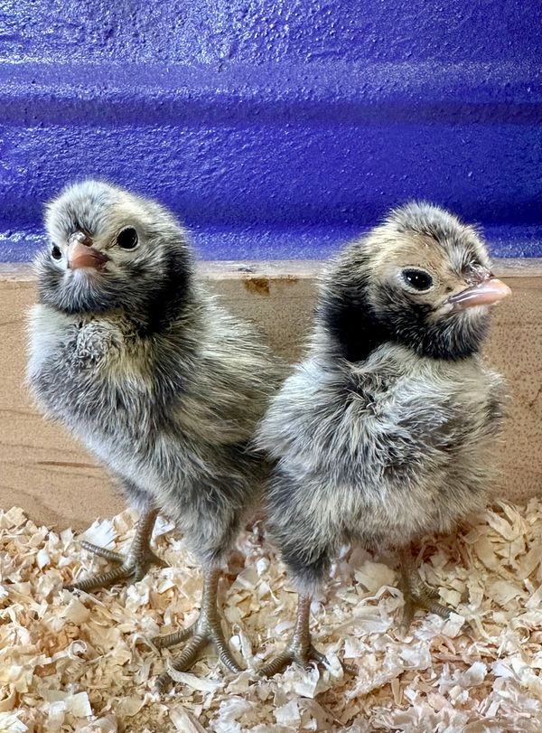 Silver Laced Polish