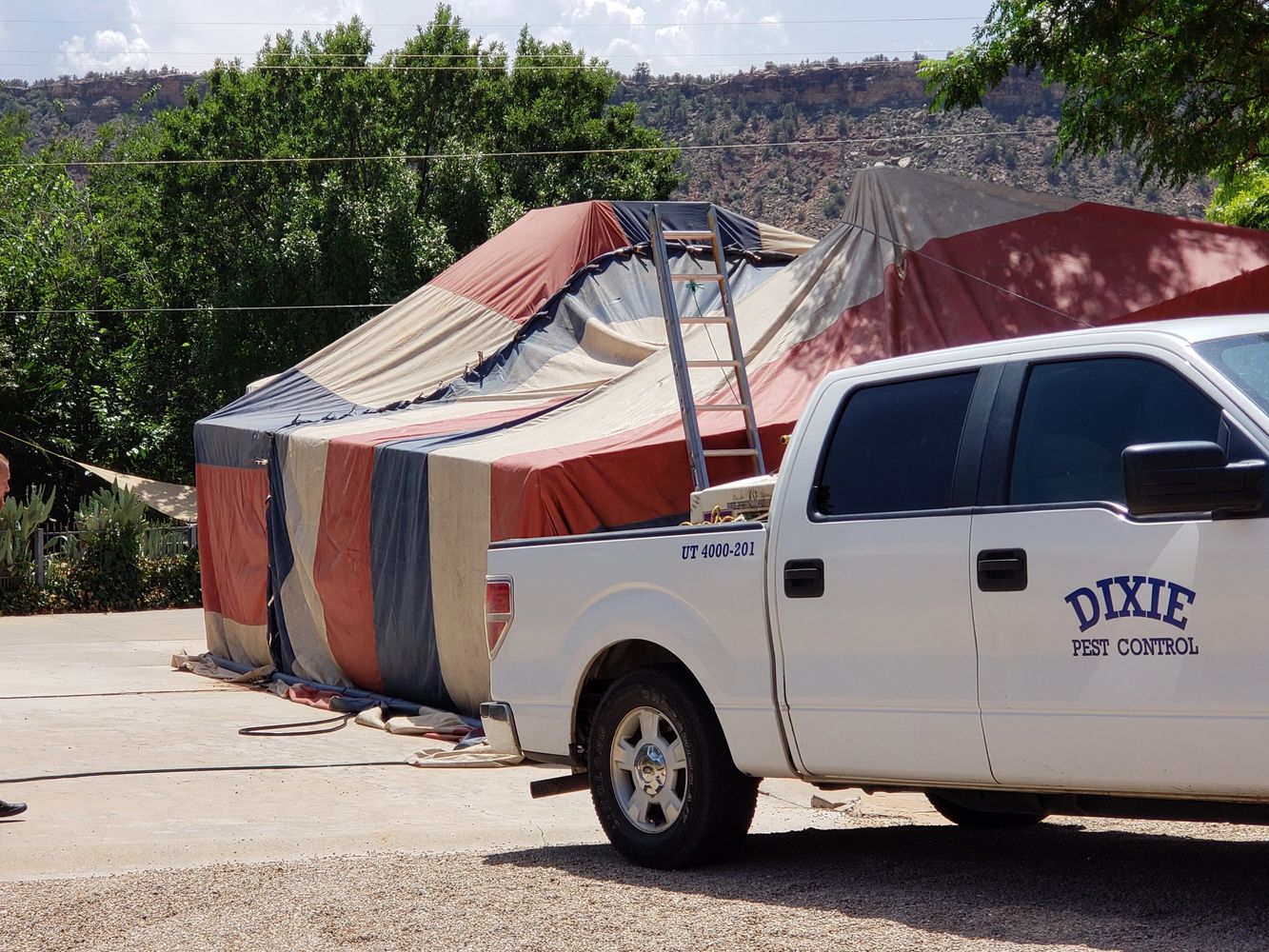 Tent fumigation for drywood termites.