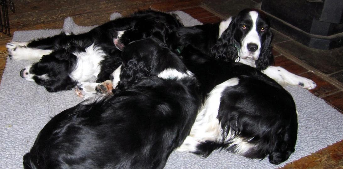 Hot english springer for sale Clearance