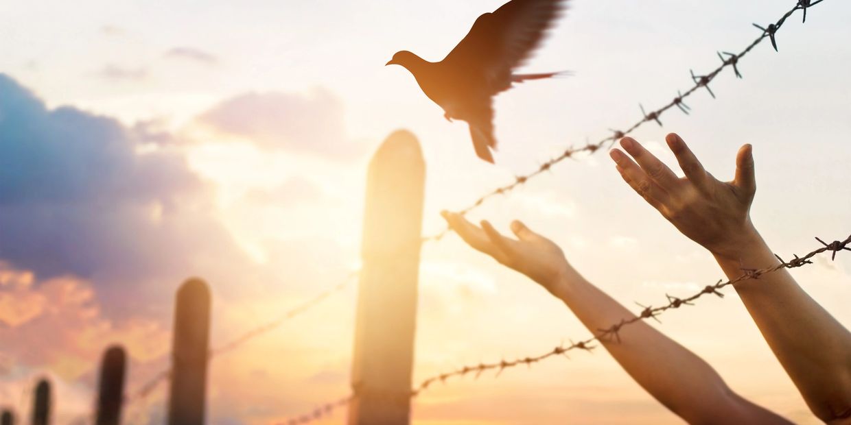 Hands releasing a bird near a barbed wire fence at sunset.