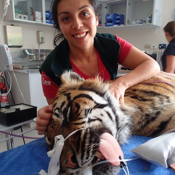 Dr. Karina is treating a Sumatran tiger.