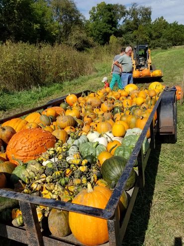 A trailer full of various pumpkins