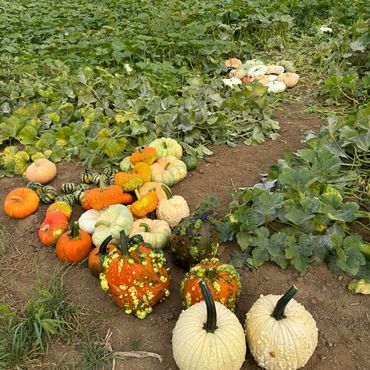 A variety of colorful pumpkins arranged in a field with green leaves and distant trees.
