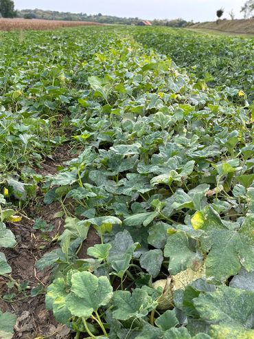 A lush green field with dense leafy plants under a clear sky.