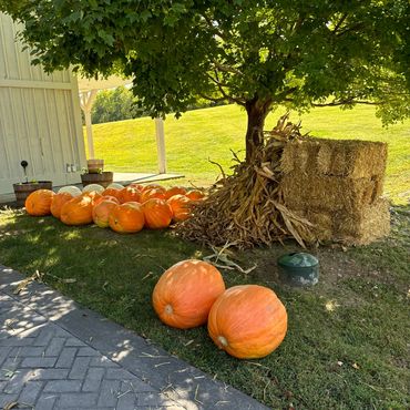 A cluster of pumpkins and hay bales under a leafy tree near a white building.