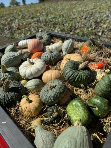A variety of colorful pumpkins and gourds in a hay-filled crate outdoors.