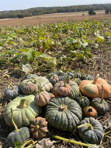 A variety of green and orange pumpkins in a sunny field with distant trees.