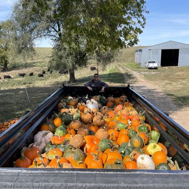 Man standing in truck bed filled with various pumpkins on a farm.