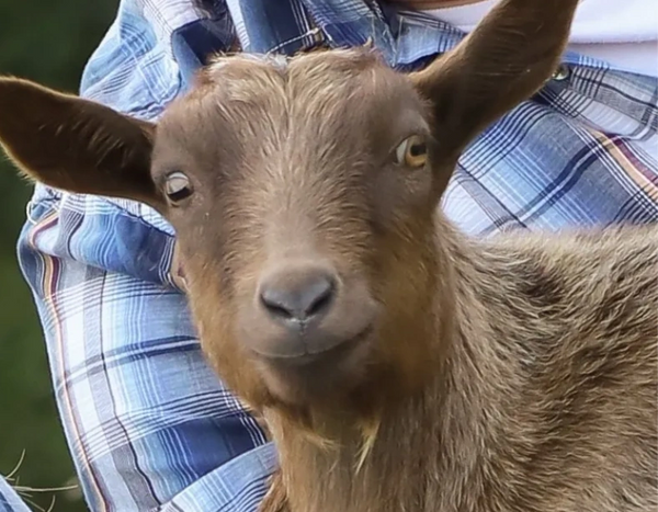 Adorable baby goat