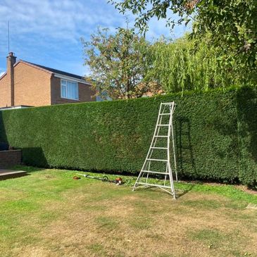 Hedge Trimming in Sutton Coldfield by ABE Garden Services