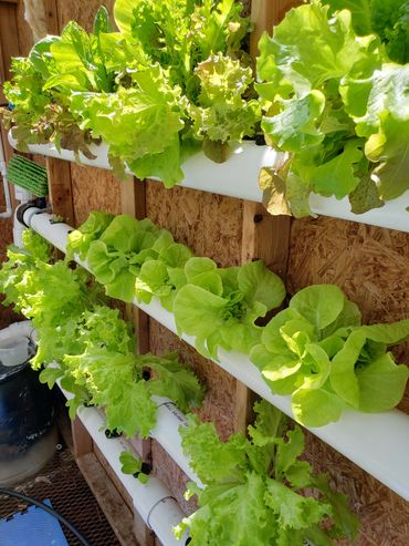 Hydroponic Lettuce