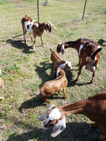 Our Nubian Goats