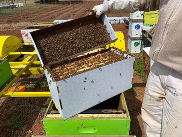 Honey Bee Nucs