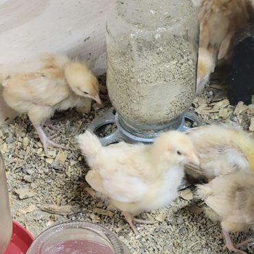 Baby Chicks