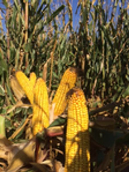 Ripe yellow corn cobs on stalks in a field.