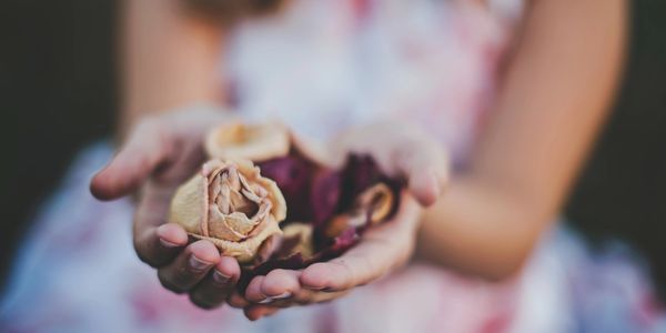 Hands holding out rose petals.