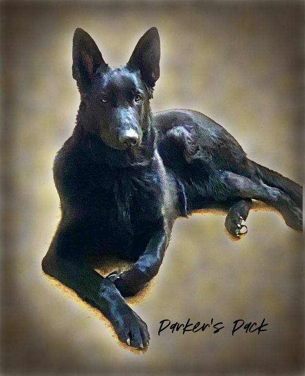 Pure black German Shepherd dog. 
Parker's Pack german shepherd breeder.