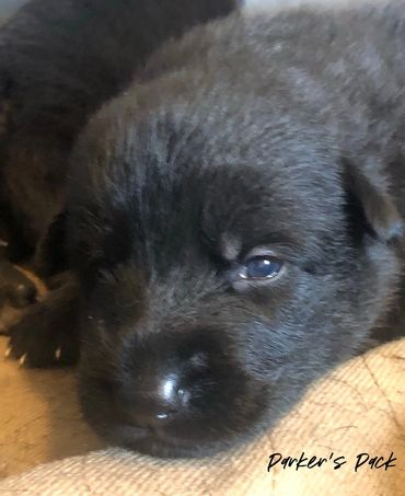 German shepherd puppy for sale. Parkers Pack German Shepherd puppies Tika and Galen 2021 litter. 2-w