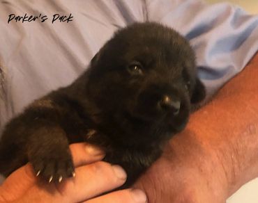 German shepherd puppy for sale. Parkers Pack German Shepherd puppies Tika and Galen 2021 litter. 2-w