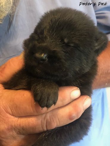 German shepherd puppy for sale. Parkers Pack German Shepherd puppies Tika and Galen 2021 litter. 2-w