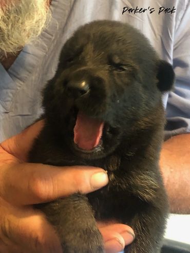 German shepherd puppy for sale. Parkers Pack German Shepherd puppies Tika and Galen 2021 litter. 2-w