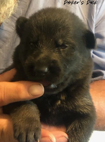 German shepherd puppy for sale. Parkers Pack German Shepherd puppies Tika and Galen 2021 litter. 2-w