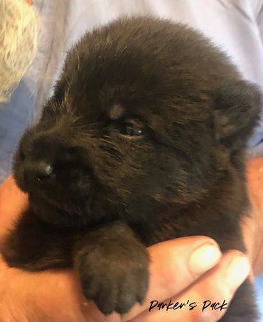 German shepherd puppy for sale. Parkers Pack German Shepherd puppies Tika and Galen 2021 litter. 2-w