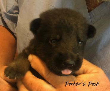 German shepherd puppy for sale. Parkers Pack German Shepherd puppies Tika and Galen 2021 litter. 2