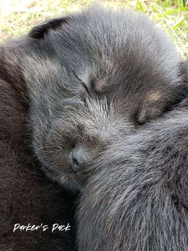 German shepherd puppy for sale. Parkers Pack German Shepherd puppies Tika and Galen 2021 litter.