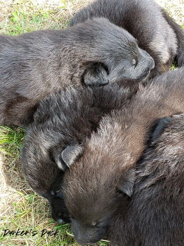 German shepherd puppy for sale. Parkers Pack German Shepherd puppies Tika and Galen 2021 litter.