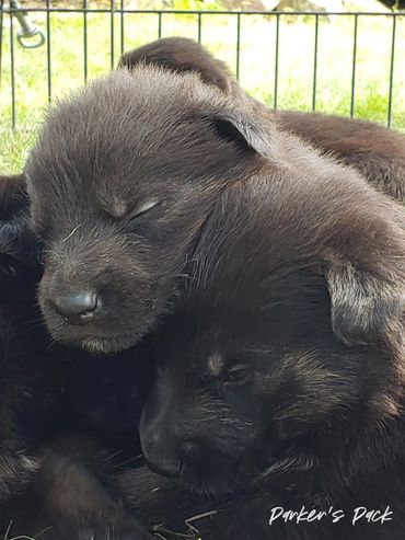 German shepherd puppy for sale. Parkers Pack German Shepherd puppies Tika and Galen 2021 litter.
