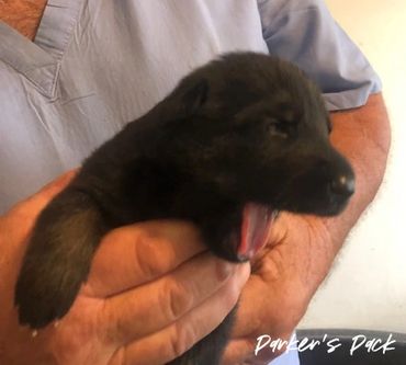 German shepherd puppy for sale. Parkers Pack German Shepherd puppies Tika and Galen 2021 litter. 2-w