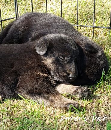 German shepherd puppy for sale. Parkers Pack German Shepherd puppies Tika and Galen 2021 litter.