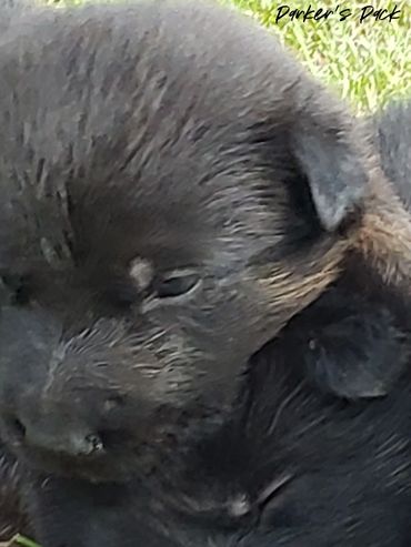 German shepherd puppy for sale. Parkers Pack German Shepherd puppies Tika and Galen 2021 litter.