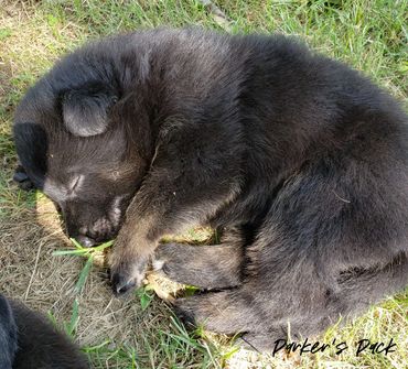 German shepherd puppy for sale. Parkers Pack German Shepherd puppies Tika and Galen 2021 litter.