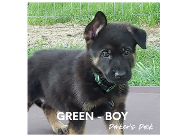 German shepherd puppy for sale. Parkers Pack German Shepherd puppies Tika and Galen 2021 litter.