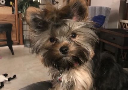 Loki is changing her hair color