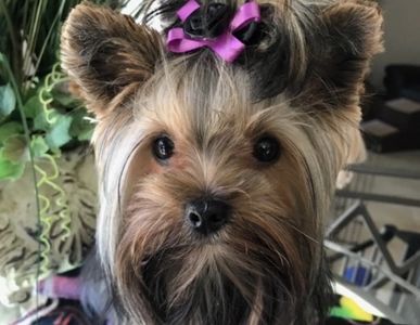 Loki and her pink hair tie