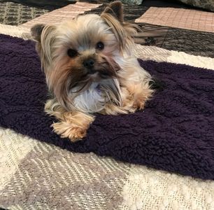 Sable Loki on moms bed