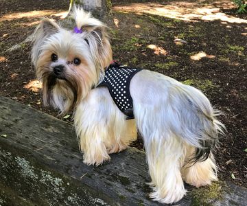 Loki a sable turned silver with black beard and tail. Beautiful.