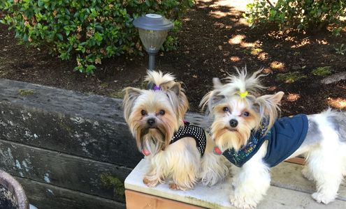 Two female yorkies sable and parti