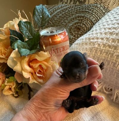 Hand holding a tiny newborn black puppy next to flowers and a can.
