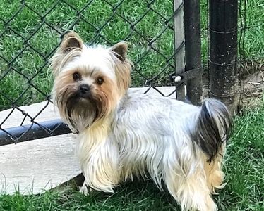 Sable Yorkie silver coloring