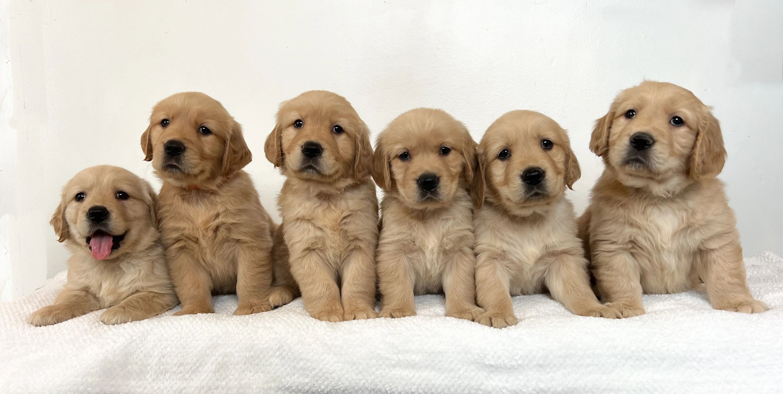 Labrador Retriever Golden Retriever Puppies Sale Near Me Golden Retriever  Puppy Labradors Near Me For Sale