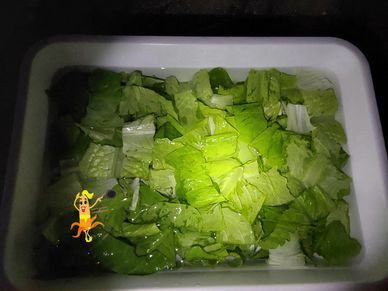I Consigli dello Chef da Lacuocabirichina.com Insalate prendersene Cura