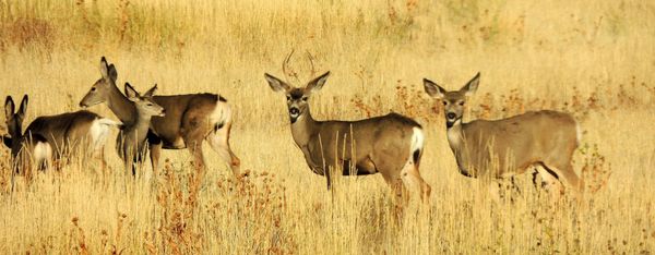 deer in field, buck, doe, trail near me, idaho