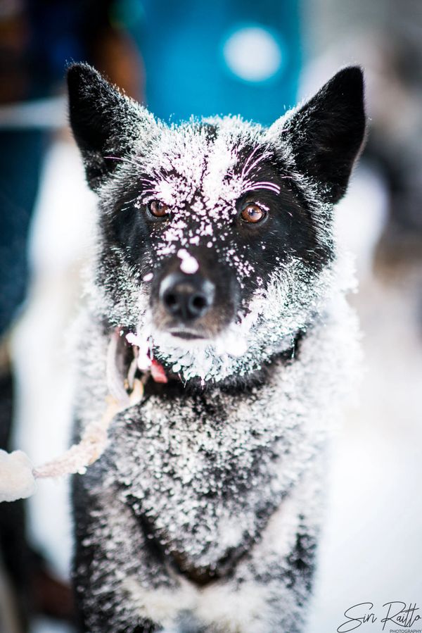 dog sled team, trails near me, snow, idaho, dogs, cute