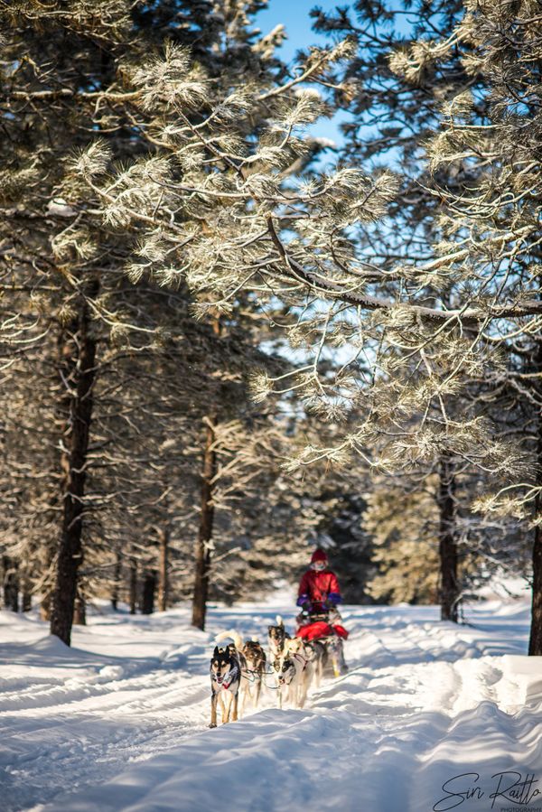 dog sled team, trails near me, snow, idaho, dogs, cute
